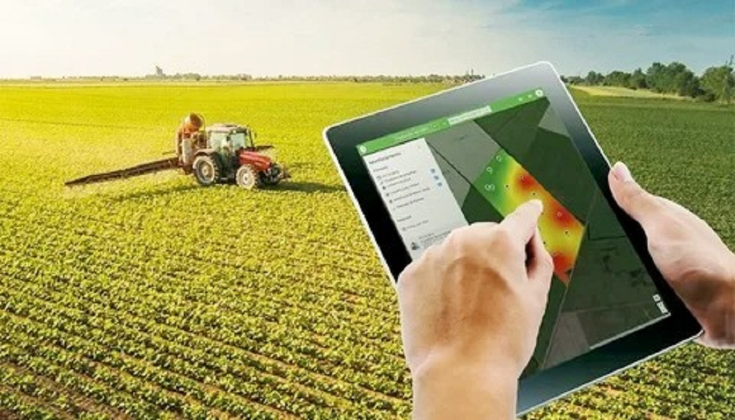 Ауыздағы үлкен мүше